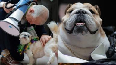 Il carnevale dei cani a Capitol Hilltra critiche e sorrisi. «Eventi come questi hanno reso l'America quello che è»