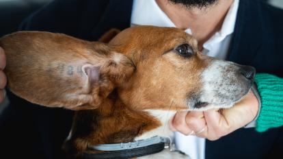 Storia di Jordan, il beagle adottato dopo essere stato usato nella sperimentazione farmaceutica da Aptuit