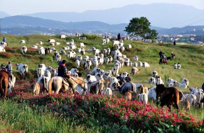 Puglia, torna l'antica pratica della transumanza: mandrie e greggi invadono i sentieri del Gargano | Corriere.it