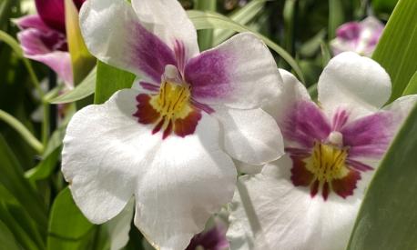 Orchidea con fiore gigante. - Cafeflower fioreria & Co.