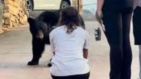 Ecco cosa non bisogna fare quando si incontra un orso