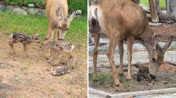 Mamma cerva partorisce tre cerbiatti nel cortile di una casa | Corriere TV