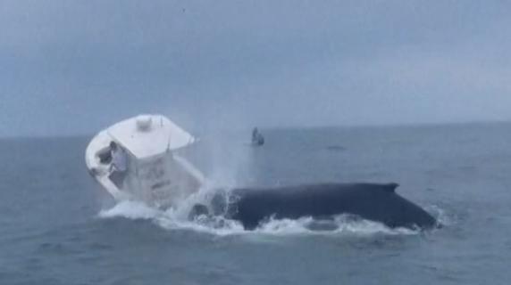La balena salta fuori dall'acqua e atterra su una barca ribaltandola: la scena ripresa in un video