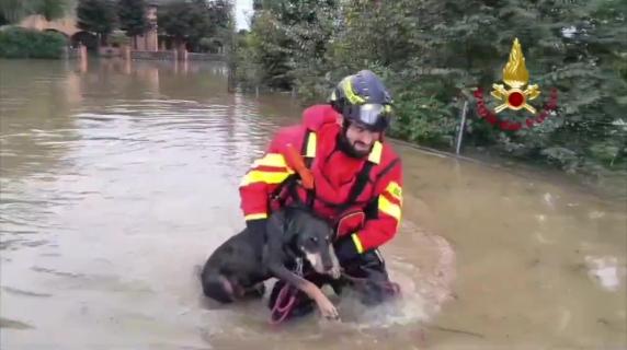 Campegine, i vigili del fuoco salvano un cane dall'annegamento durante l'alluvione