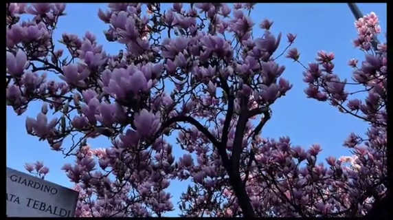 Centinaia di turisti e milanesi affascinati dalle magnolie del giardino Renata Tebaldi