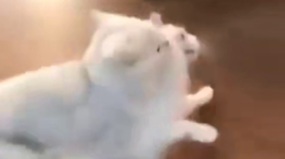 Mamma gatta non accetta che suo figlio sia ormai grande, e