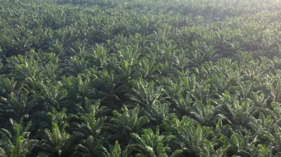 Il boom dell'olio di palma in Congo: ecco cosa sta succedendo