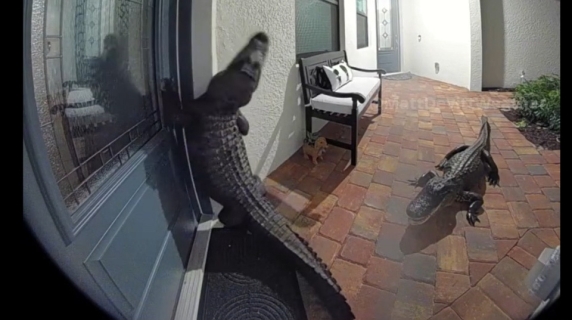 Florida, l'alligatore si arrampica e 