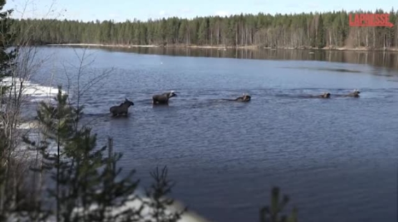 Come e perché la migrazione degli alci è diventata uno show tv di successo in Svezia con migliaia di spettatori