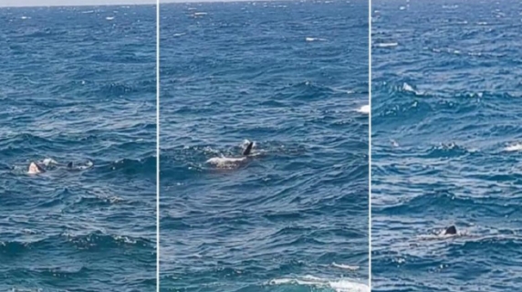 Squalo bianco avvistato vicino alle coste di Malta