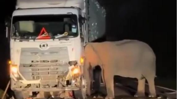 Mamma elefante cerca di spostare il camion che ha ucciso il suo cucciolo