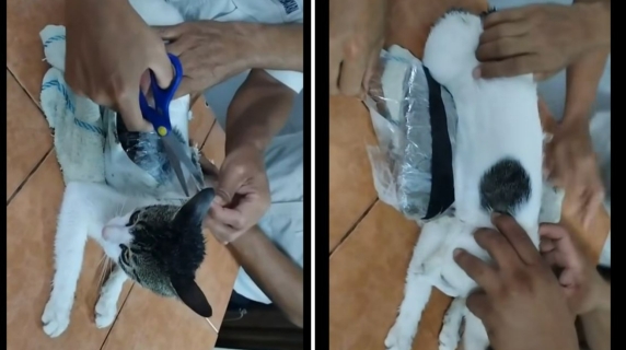 Catturato il «narcogatto» che portava la droga in un carcere del Costa Rica