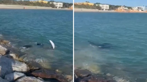 Rosignano Marittimo, l'avvistamento spettacolare in mare: «È una manta mediterranea»