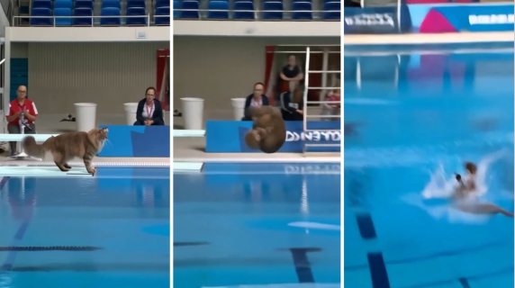 La 'gara di tuffi' tra gatti è virale: l'incredibile video fatto dall'IA