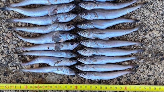 Effetto paranza: la pesca illegale del merluzzo in Italia