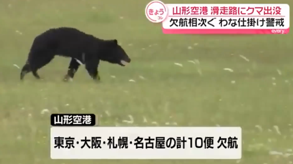 L'orso scorrazza sulla pista di decollo: traffico in tilt all'aeroporto di Yamagata in Giappone