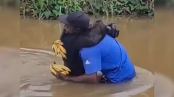 Scimpanzé si getta tra le braccia dell’uomo che lo salvò anni prima: il video dell'abbraccio