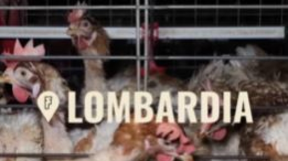 Pericolo aviaria, le condizioni choc di due allevamenti di galline ovaiole in Lombardia