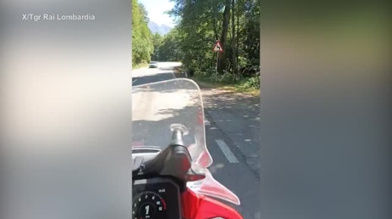 L'orso sul ciglio strada: l'ultimo video del motociclista attaccato e ucciso in Romania