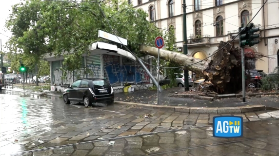 Milano, albero cade in piazza Baiamonti a causa del nubifragio