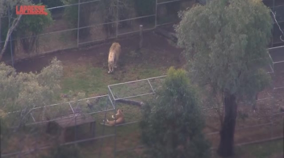 Australia, il leone di uno zoo aggredisce una donna: le immagini dalla telecamera di sicurezza