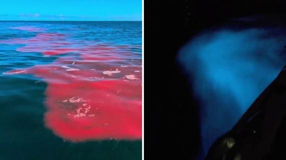 Sulla costa australiana la magia delle alghe bioluminescenti: il video