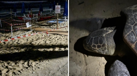 A Procchio nidifica (tra i lettini) la prima tartaruga marina dell'Elba: il video