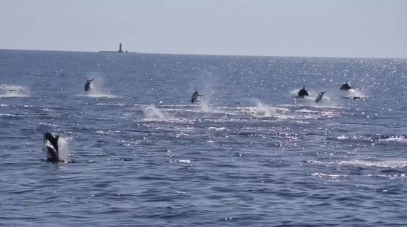 L'incredibile spettacolo dei 50 delfini, giochi e salti tra la Toscana e la Corsica: «Bellissimo, il mare è pieno»