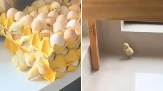Cina, torna a casa dopo giorni d'assenza: le uova in cucina si sono schiuse e sono nati dei pulcini