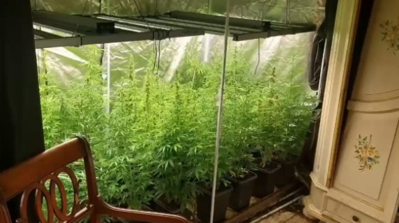Una serra hi-tech di marijuana, la scoperta in una villa