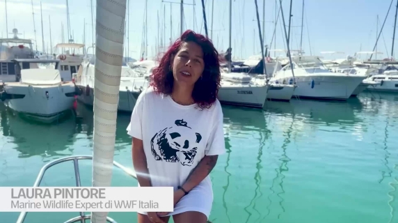 A bordo delle «Vele del Panda», il progetto Wwf per proteggere i cetacei del Mediterraneo