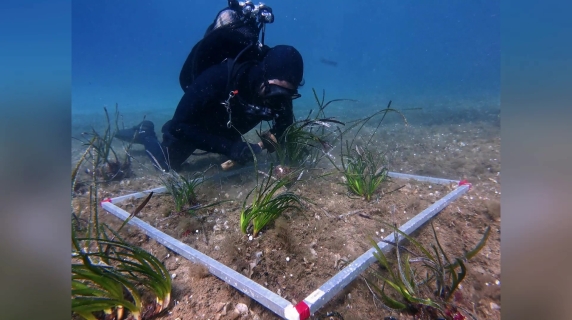 La poseidonia torna di casa all'Isola del Giglio: il video del «giardinaggio» sottomarino