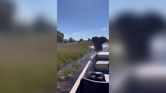 L'elefante attacca una barca piena di turisti e la solleva per aria