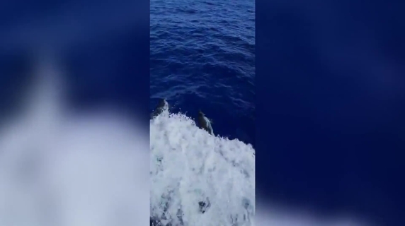 Un gruppo di stenelle gioca nel Mar Tirreno: l'avvistamento di Goletta Verde di Legambiente