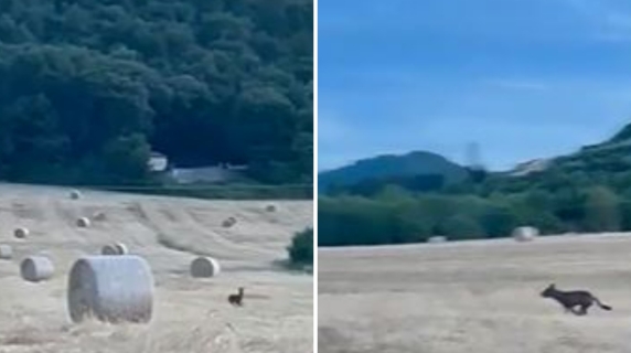 Il lupo insegue il capriolo e gli taglia la strada: la scena nelle campagne senesi