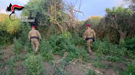 Reggio Calabria, scoperta piantagione di marijuana: 2 arresti