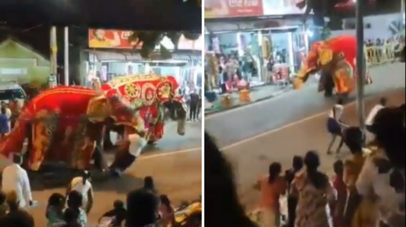 Elefante si innervosisce e aggredisce il suo addestratore: paura durante una processione religiosa nel sud dello Sri Lanka