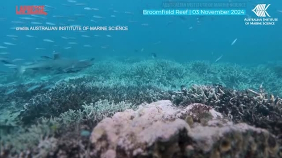 Australia, la Grande Barriera Corallina ha subito la perdita più importante degli ultimi 40 anni: le cause