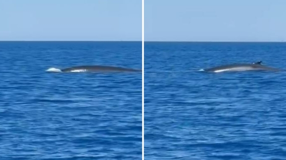 Balenottera avvistata alle Isole Formiche in Toscana: il video