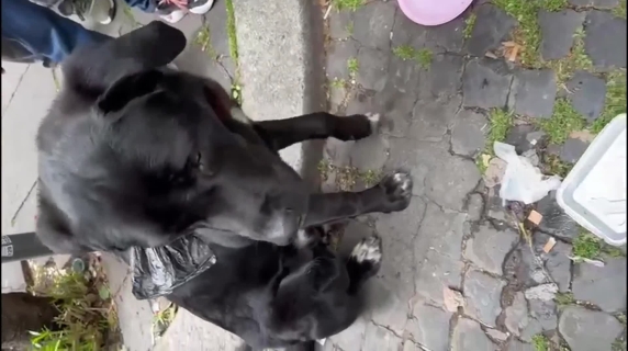 Il triste guaito di Thor, il cane legato a un palo in via Merulana e abbandonato