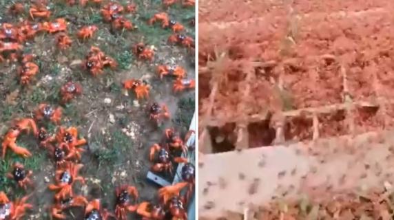 L'invasione dei granchi rossi sull'isola di Natale, in Australia: i crostacei attraversano strade e giardini per la migrazione