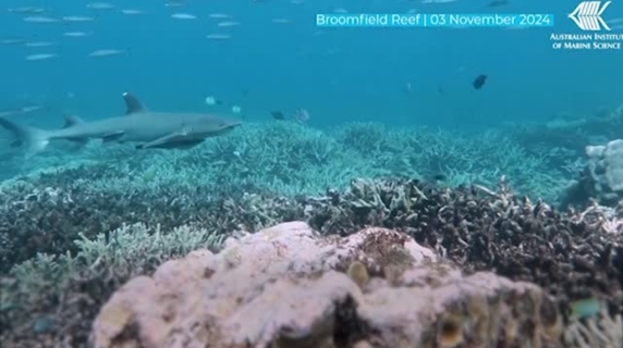 La barriera corallina in Australia ha subito la maggior perdita di coralli vivi in 40 anni