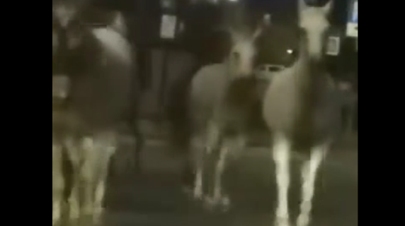 Quanti cavalli liberi a spasso per Alba: cittadini stupiti (e un po' spaventati)