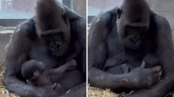 Nasce un cucciolo di gorilla nello Zoo Safari di Fasano: «È il primo in Italia da 50 anni»