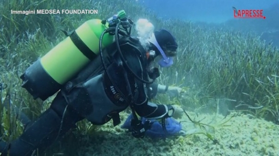 Sardegna, la posidonia oceanica è in pericolo: i biologi marini all'opera per salvarla: «Ha funzioni vitali, è il polmone del nostro mare»