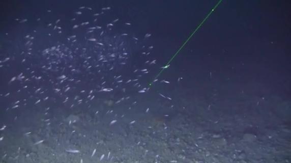 In Antartide chiusa la pesca del krill: «Stiamo danneggiando balene, foche e pinguini»