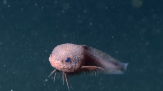 Ecco il nuovo «pesce lumaca» scoperto negli abissi a 4mila metri di profondità