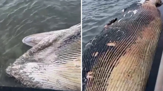 Balena spiaggiata a Livorno davanti alla terrazza Mascagni