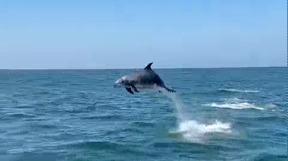 Il delfino salta fuori dall'acqua e si schianta contro il parapetto: le urla dei turisti