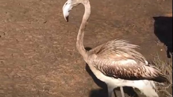 Piombino, il fenicottero e la ritrovata libertà